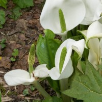 Asian Skunk Cabbage